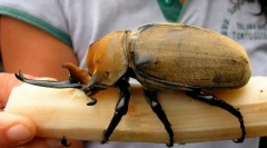 Ce insect este cel mai mare?